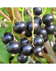 Саженец Смородина черная Пигмей, С2 горшок, Н20-40 высота, 1 шт. Поиск