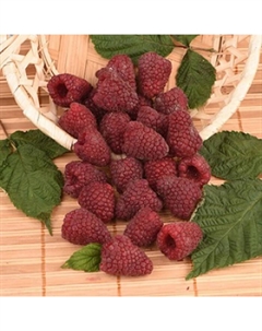 Саженец Малина ремонтантные сорта Самохвал, С2 горшок, Н10-50 высота, 1 шт., Лето 2025 Поиск