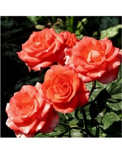 Саженец Роза спрей Алегрия, C3.5 горшок, Н15-25, 1 шт. Поиск