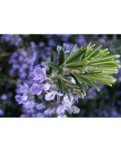 Саженец Розмарин лекарственный Простратус, C2 горшок, 1 шт. Поиск