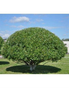 Саженец Ива ломкая Шаровидная, C3 горшок, 1 шт. Поиск