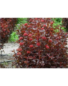 Саженец Пузыреплодник калинолистный Леди ин Ред, C3 горшок, 1 шт. Поиск