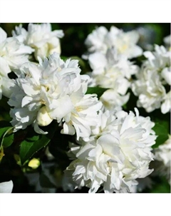 Саженец Жасмин садовый (Чубушник) Снежная буря, C2 горшок, 1 шт. Поиск