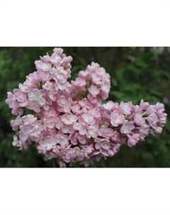 Саженец Сирень обыкновенная Милосердие, C3 горшок, 1 шт. Поиск