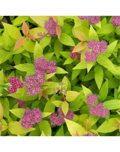 Саженец Спирея японская Дабл Плей Голд, C2 горшок, 1 шт. Поиск