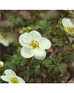 Саженец Лапчатка кустарниковая «Крем Брюле», C3 горшок, 1 шт., Лето 2025 Поиск