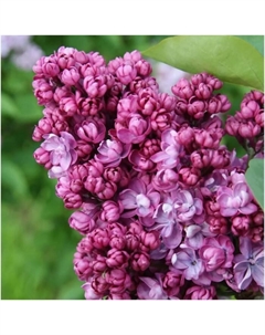 Саженец Сирень обыкновенная Поль Тирион, C3 горшок, 1 шт. Поиск