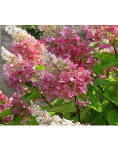 Саженец Гортензия метельчатая «Пинк Даймонд», C3 горшок, 1 шт., Лето 2025 Поиск