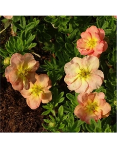 Саженец Лапчатка кустарниковая «Белла Эппл», C3 горшок, 1 шт., Лето 2025 Поиск