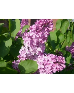 Саженец Сирень обыкновенная «Антуан де Сент Экзюпери», C3 горшок, 1 шт., Лето 2025 Поиск