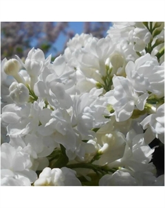 Саженец Сирень обыкновенная Мисс Элен Вилмот, C3 горшок, 1 шт. Поиск