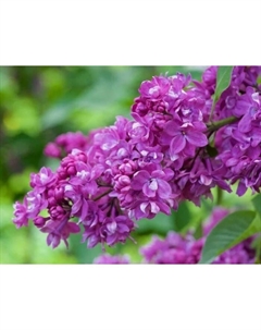 Саженец Сирень обыкновенная Огни Донбасса, C3 горшок, 1 шт. Поиск