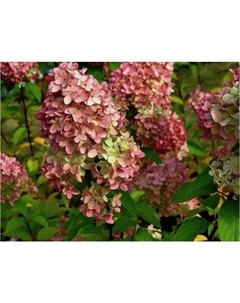 Саженец Гортензия метельчатая Мэджикал Кэндл, C3 горшок, 1 шт. Поиск