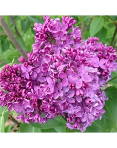 Саженец Сирень обыкновенная Маршал Конев, C3 горшок, 1 шт. Поиск