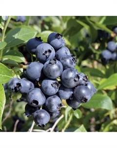 Саженец Голубика высокорослая Норт блю, C2 горшок, 1 шт. Поиск