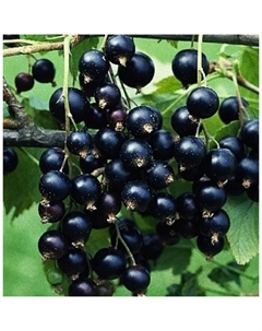 Саженец Смородина черная Титания, C2 горшок, 1 шт. Поиск