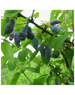 Саженец Жимолость съедобная Омега, C2 горшок, 1 шт. Поиск
