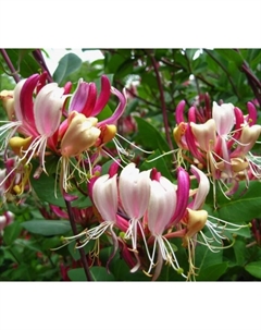 Саженец Жимолость приморская Серотина, C3 горшок, 1 шт. Поиск