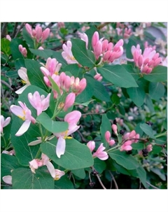 Саженец Жимолость татарская, C3 горшок, 1 шт. Поиск