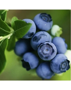 Саженец Голубика высокорослая Чандлер, C2 горшок, 1 шт. Поиск