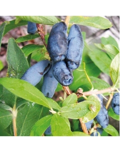 Саженец Жимолость съедобная Челябинка, C2 горшок, 1 шт. Поиск