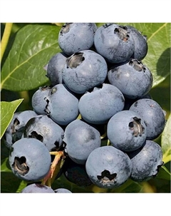 Саженец Голубика высокорослая Сиерра, C2 горшок, 1 шт. Поиск