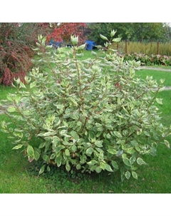 Саженец Дерен белый Сибирика, С2 горшок, Н10-50 высота, 1 шт. Поиск