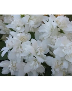 Саженец Жасмин садовый (Чубушник) Арктика, C2 горшок, 1 шт. Поиск