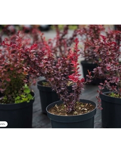 Саженец Барбарис Тунберга, C2 горшок, 1 шт., Лето 2025 Поиск