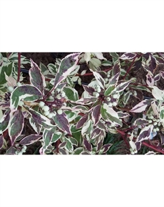 Саженец Дерен белый Сибирика Вариегата, С2 горшок, Н10-50 высота, 1 шт. Поиск