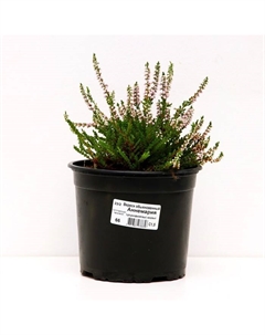 Саженец Вереск обыкновенный Аннемария, С1.5 горшок, Н10-50 высота, 1 шт. Поиск