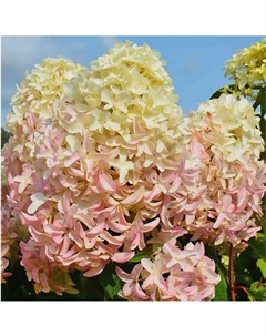 Саженец Гортензия метельчатая Скайфолл, C3 горшок, 1 шт. Поиск