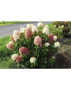 Саженец Гортензия метельчатая Бобо, С3 горшок, Н10-50 высота, 1 шт. Поиск