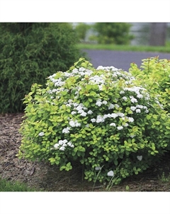 Саженец Спирея березолистная Тор Голд, С2 горшок, Н10-50 высота, 1 шт. Поиск