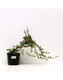 Саженец Кизильник гибридный Корал Бьюти, С2 горшок, Н10-50 высота, 1 шт. Поиск