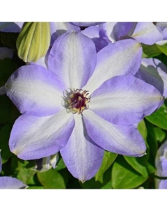 Саженец Клематис крупноцветковый Иван Олсон, С2 горшок, Н20-40 высота, 1 шт., Лето 2025 Поиск