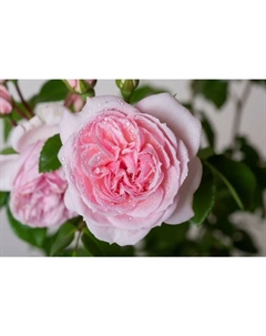 Саженец Роза парковая Синдерелла, C3.5 горшок, Н25-45, 1 шт. Поиск