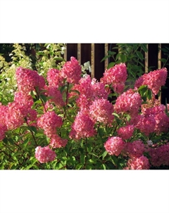 Саженец Гортензия метельчатая Фрайз Мелба, С3 горшок, Н10-50 высота, 1 шт. Поиск