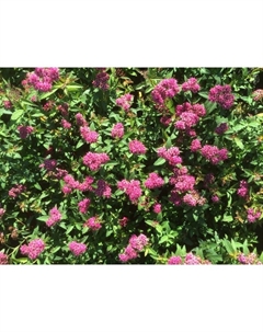 Саженец Спирея японская Дартс Ред, С2 горшок, Н10-50 высота, 1 шт. Поиск