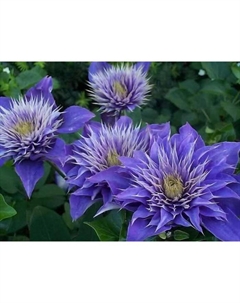 Саженец Клематис крупноцветковый Мульти Блю, С2 горшок, Н20-40 высота, 1 шт., Лето 2025 Поиск