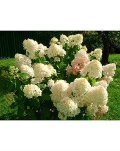 Саженец Гортензия метельчатая Сильвер Доллар, С3 горшок, Н10-50 высота, 1 шт. Поиск
