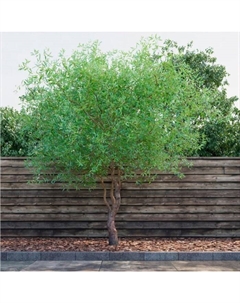 Саженец Ива Свердловская извилистая, C3 горшок, 1 шт. Поиск