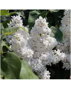 Саженец Сирень обыкновенная «Защитникам Бреста», C3 горшок, 1 шт., Лето 2025 Поиск