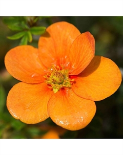 Саженец Лапчатка кустарниковая Тэнджерин, С2 горшок, Н10-50 высота, 1 шт. Поиск