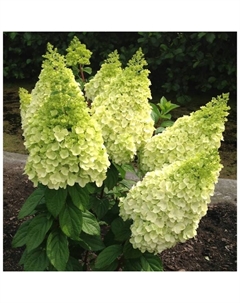 Саженец Гортензия метельчатая Мэджикал Килиманджаро, С3 горшок, Н10-50 высота Поиск