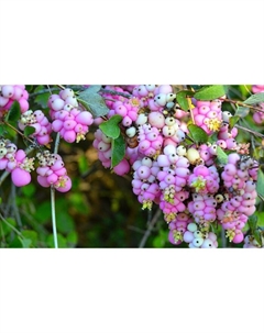 Саженец Снежноягодник доренбози Мазе оф Перл, С2 горшок, Н10-50 высота, 1 шт. Поиск