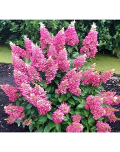 Саженец Гортензия метельчатая Пинки Винки, С3 горшок, Н10-50 высота, 1 шт. Поиск