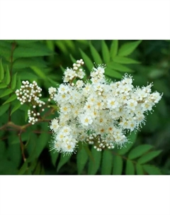 Саженец Рябинник рябинолистный, C3 горшок, 1 шт., Лето 2025 Поиск