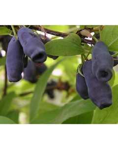 Саженец Жимолость съедобная Лакомка, C2 горшок, 1 шт. Поиск