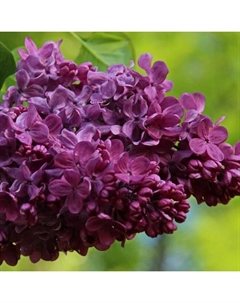 Саженец Сирень обыкновенная Маршал Соколовский, C3 горшок, 1 шт. Поиск